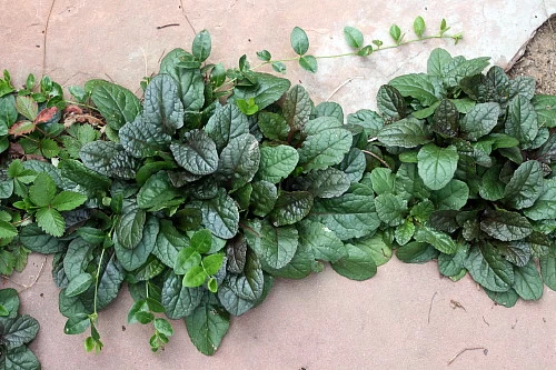 Bronze Beauty Ajuga 48 Plants - Carpet Bugle - Very Hardy -1 3/4" Pots 6 Bronze Beauty Ajuga 48 Plants - Carpet Bugle - Very Hardy -1 3/4" Pots - Image 4