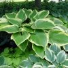 Victory Hosta - Hosta Of The Year For 2015 - Quart Pot 1 Victory Hosta - Hosta Of The Year For 2015 - Quart Pot -Healthy Plant Shop apiwbtz2y 81341.1592324083