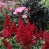 Fanal Astilbe - Dark Red Plumes - Live Plant - Quart Pot 1 Fanal Astilbe - Dark Red Plumes - Live Plant - Quart Pot -Healthy Plant Shop apiwdzgry 62460.1618314575