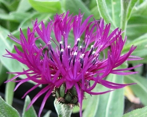 Amethyst Dream Mountain Bluet - Centaurea Montana - Quart Pot 3 Amethyst Dream Mountain Bluet - Centaurea Montana - Quart Pot