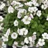 Babies Breath Mouse Ear - Gypsophila Cerastioides - Quart Pot 1 Babies Breath Mouse Ear - Gypsophila Cerastioides - Quart Pot -Healthy Plant Shop apiwin9on 21080.1592334537