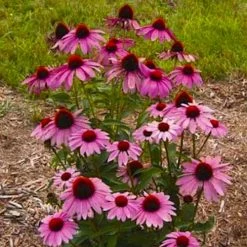 Prairie Splendor Coneflower - Echinacea - Quart Pot -Healthy Plant Shop apiwl4idu 35142.1592324095