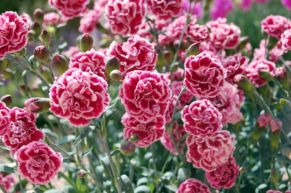 Scent First® Sugar Plum Dianthus- Fragrant Ruffled Flower- Live Plant- Quart Pot 4 Scent First® Sugar Plum Dianthus- Fragrant Ruffled Flower- Live Plant- Quart Pot - Image 2