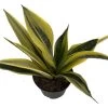 La Rubia Snake Plant - Sansevieria - 6" Pot - Collector's Series 1 La Rubia Snake Plant - Sansevieria - 6" Pot - Collector's Series -Healthy Plant Shop apiwo0g83 75286.1632171095