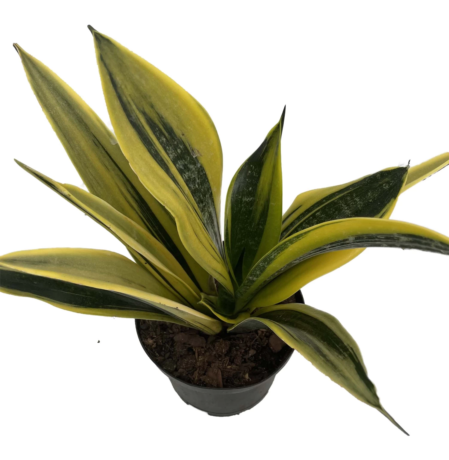 La Rubia Snake Plant - Sansevieria - 6" Pot - Collector's Series 3 La Rubia Snake Plant - Sansevieria - 6" Pot - Collector's Series