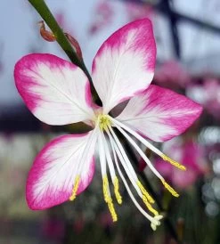 Rosy Jane Whirling Butterflies Perennial - Gaura - Live Plant - Quart Pot