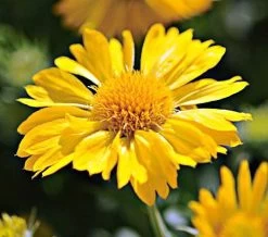 Mesa™ Yellow Blanket Flower - Gaillardia - 2010 AAS Winner - Quart Pot