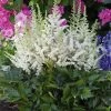 Visions In White Astilbe - Shade Perennial - Quart Pot 1 Visions In White Astilbe - Shade Perennial - Quart Pot -Healthy Plant Shop apiwzyhqk 14194.1592333332