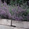 Dropmore Catmint Perennial - Nepeta - Quart Pot 1 Dropmore Catmint Perennial - Nepeta - Quart Pot -Healthy Plant Shop apixedg2k 97425.1592325234