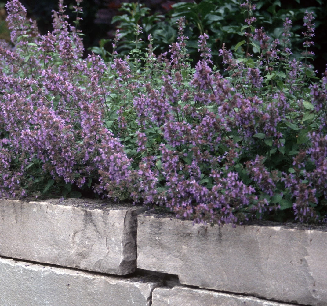 Dropmore Catmint Perennial - Nepeta - Quart Pot 3 Dropmore Catmint Perennial - Nepeta - Quart Pot