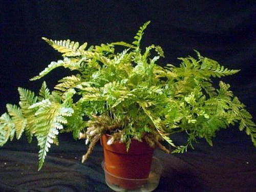 Rare Black Rabbit's Foot Fern - 4" Mini Hanging Basket - Davallia Trichomanoides 7 Rare Black Rabbit's Foot Fern - 4" Mini Hanging Basket - Davallia Trichomanoides - Image 5