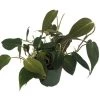 Rare Velvet Leaf Bronze Micans Vine - Philodendron - 4" Pot - Collector's Series 2 Rare Velvet Leaf Bronze Micans Vine - Philodendron - 4" Pot - Collector's Series -Healthy Plant Shop apixjen8z 82655.1592323325