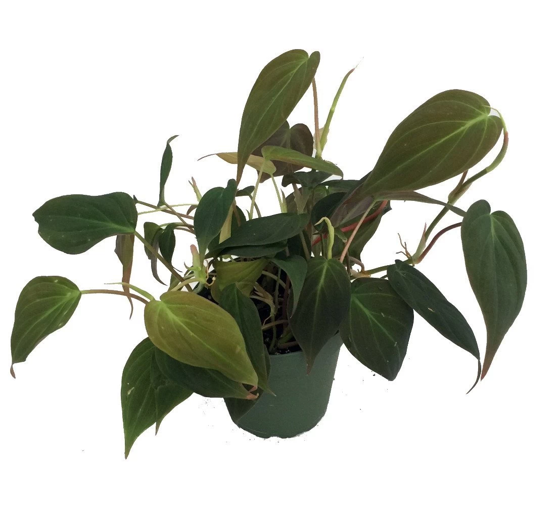 Rare Velvet Leaf Bronze Micans Vine - Philodendron - 4" Pot - Collector's Series 3 Rare Velvet Leaf Bronze Micans Vine - Philodendron - 4" Pot - Collector's Series