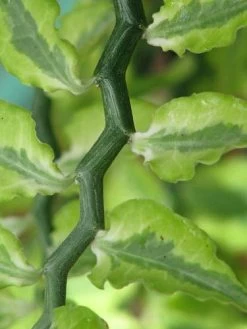 Devil's Backbone Plant - Pedilanthus - Red Bird Cactus - 6" Pot - Easy To Grow -Healthy Plant Shop apiy2811i 50403.1592335495