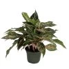 Sparkling Sarah Chinese Evergreen Plant - Aglaonema - Grows In Dim Light -6" Pot 1 Sparkling Sarah Chinese Evergreen Plant - Aglaonema - Grows In Dim Light -6" Pot -Healthy Plant Shop apiy2pirj 91170.1633087623