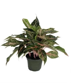 Sparkling Sarah Chinese Evergreen Plant - Aglaonema - Grows In Dim Light -6" Pot