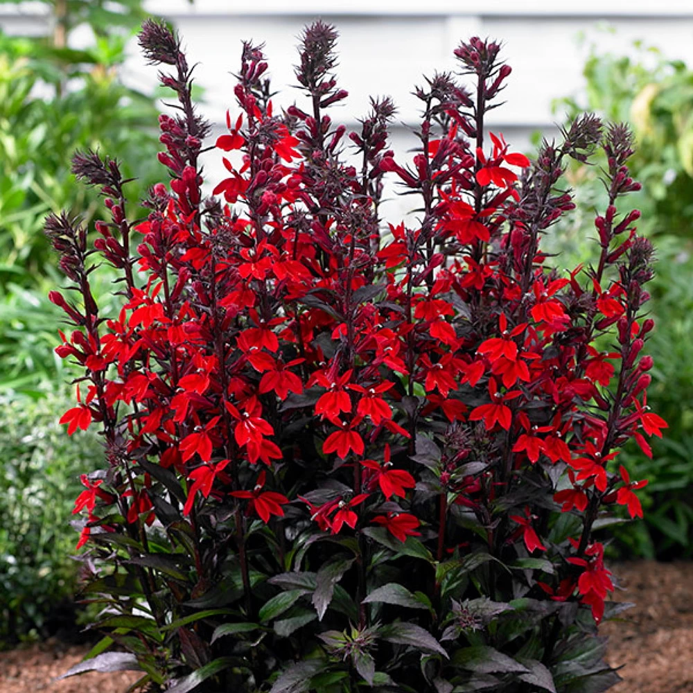 Vulcan Red Cardinal Perennial Live Plant - Lobelia - Very Hardy - Quart Pot 4 Vulcan Red Cardinal Perennial Live Plant - Lobelia - Very Hardy - Quart Pot - Image 2
