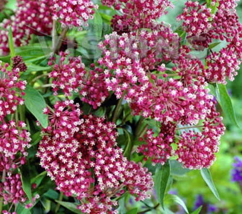 Soulmate Butterfly Weed- Asclepias - Vanilla Fragrance - Live Plant - Gallon Pot 4 Soulmate Butterfly Weed- Asclepias - Vanilla Fragrance - Live Plant - Gallon Pot - Image 2