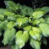 Guacamole Hosta - Hosta Of The Year 2002 - Live Plant - Quart Pot 1 Guacamole Hosta - Hosta Of The Year 2002 - Live Plant - Quart Pot -Healthy Plant Shop apiyxpdoc 64525.1592325667