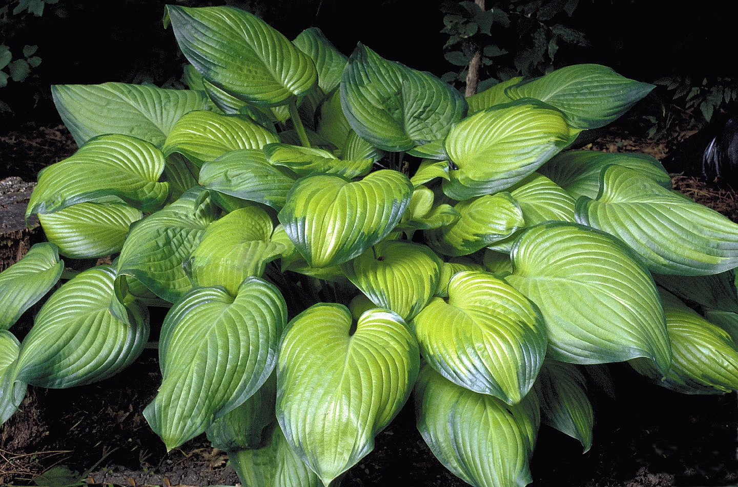 Guacamole Hosta - Hosta Of The Year 2002 - Live Plant - Quart Pot 3 Guacamole Hosta - Hosta Of The Year 2002 - Live Plant - Quart Pot