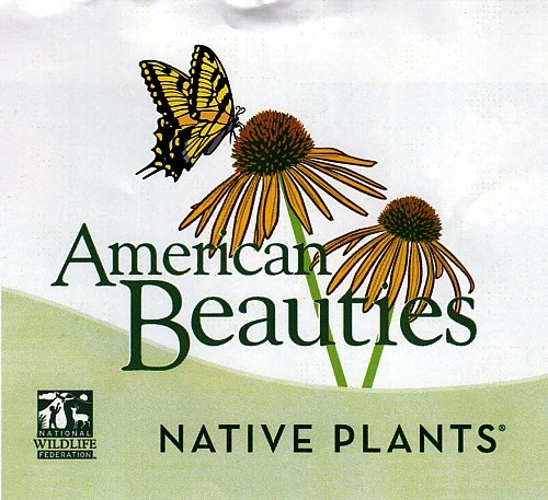 Adams Elderberry Perennial Shrub - Sambucus - 3.25" Pot 4 Adams Elderberry Perennial Shrub - Sambucus - 3.25" Pot - Image 2