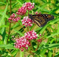 Soulmate Butterfly Weed- Asclepias - Vanilla Fragrance - Live Plant - Gallon Pot 9 Soulmate Butterfly Weed- Asclepias - Vanilla Fragrance - Live Plant - Gallon Pot -Healthy Plant Shop apizcpswb 25781.1592324695