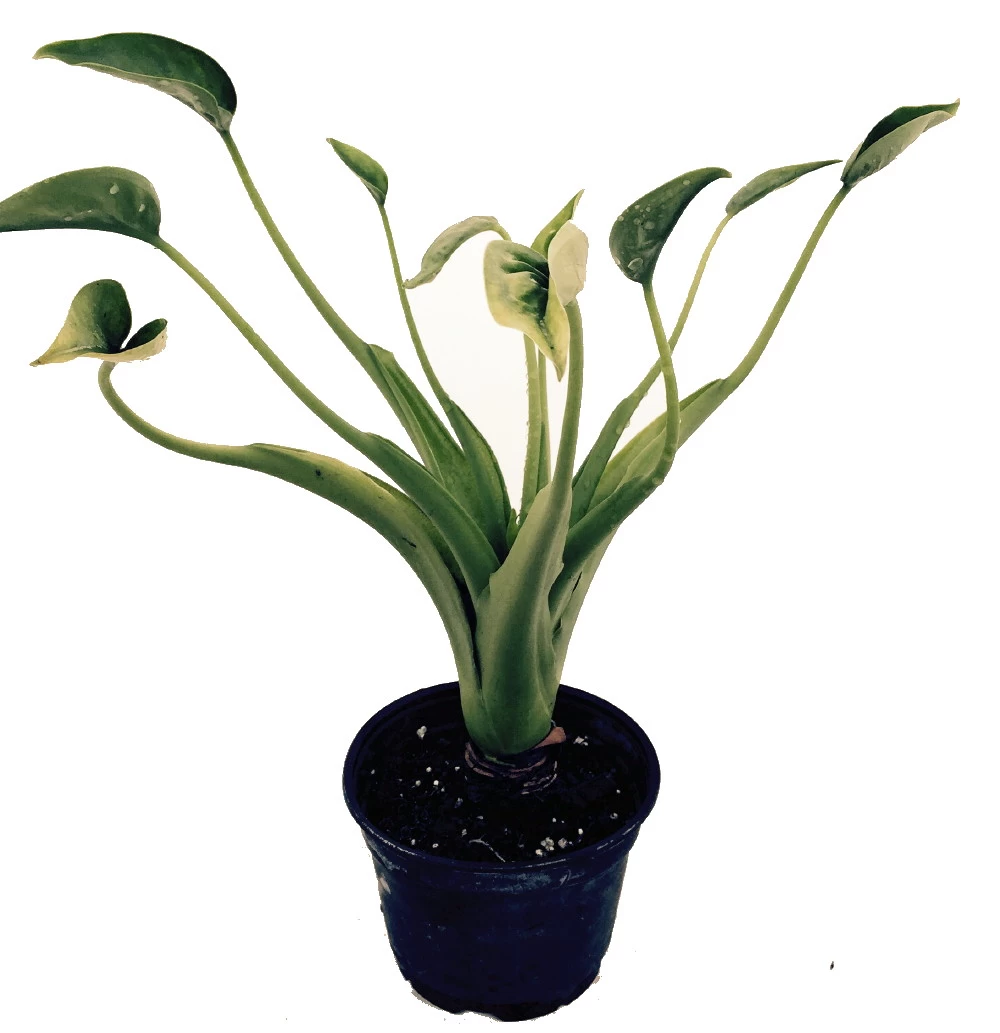 Tiny Dancers Elephant Ear Plant - Alocasia - 6" Pot 3 Tiny Dancers Elephant Ear Plant - Alocasia - 6" Pot