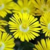 Golden Wonder Ice Plant - Perennial - Delosperma - Live Plant - Quart Pot -Healthy Plant Shop apizk8q7o 27407.1592324712