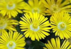 Golden Wonder Ice Plant - Perennial - Delosperma - Live Plant - Quart Pot