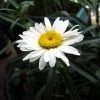 Alaska Shasta Daisy - Leucanthemum - Huge Flowers - Quart Pot -Healthy Plant Shop apizm0wb5 91772.1592325249