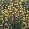 Decadence® Pink Lemonade Baptisia - False Indigo - Proven Winners - Gallon Pot 2 Decadence® Pink Lemonade Baptisia - False Indigo - Proven Winners - Gallon Pot -Healthy Plant Shop apiznd8lv 77455.1592332061