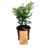 Miniature Orange Tree - Calamondin -8" Pot-NO SHIPPING TO TX, FL, AZ, CA, LA, HI -Healthy Plant Shop apizraoie 34456.1592325042