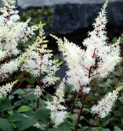 Rock And Roll Astilbe - White Blooms - Shade Perennial -Live Plant - Gallon Pot 5 Rock And Roll Astilbe - White Blooms - Shade Perennial -Live Plant - Gallon Pot -Healthy Plant Shop astilbbrroll 12161.1687107219