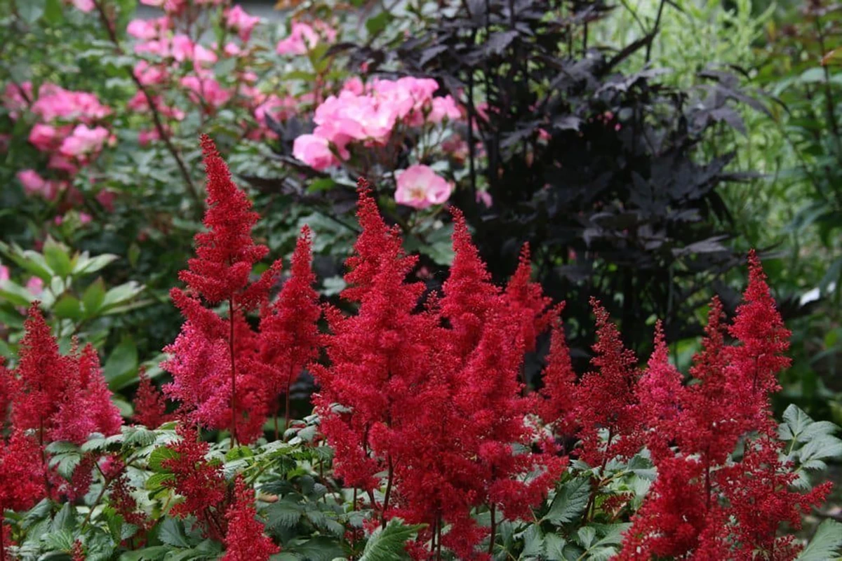 Fanal Astilbe - Dark Red Plumes - Live Plant - Quart Pot 4 Fanal Astilbe - Dark Red Plumes - Live Plant - Quart Pot - Image 2