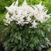 Rock And Roll Astilbe - White Blooms - Shade Perennial -Live Plant - Gallon Pot -Healthy Plant Shop astilrr 62388.1687107219