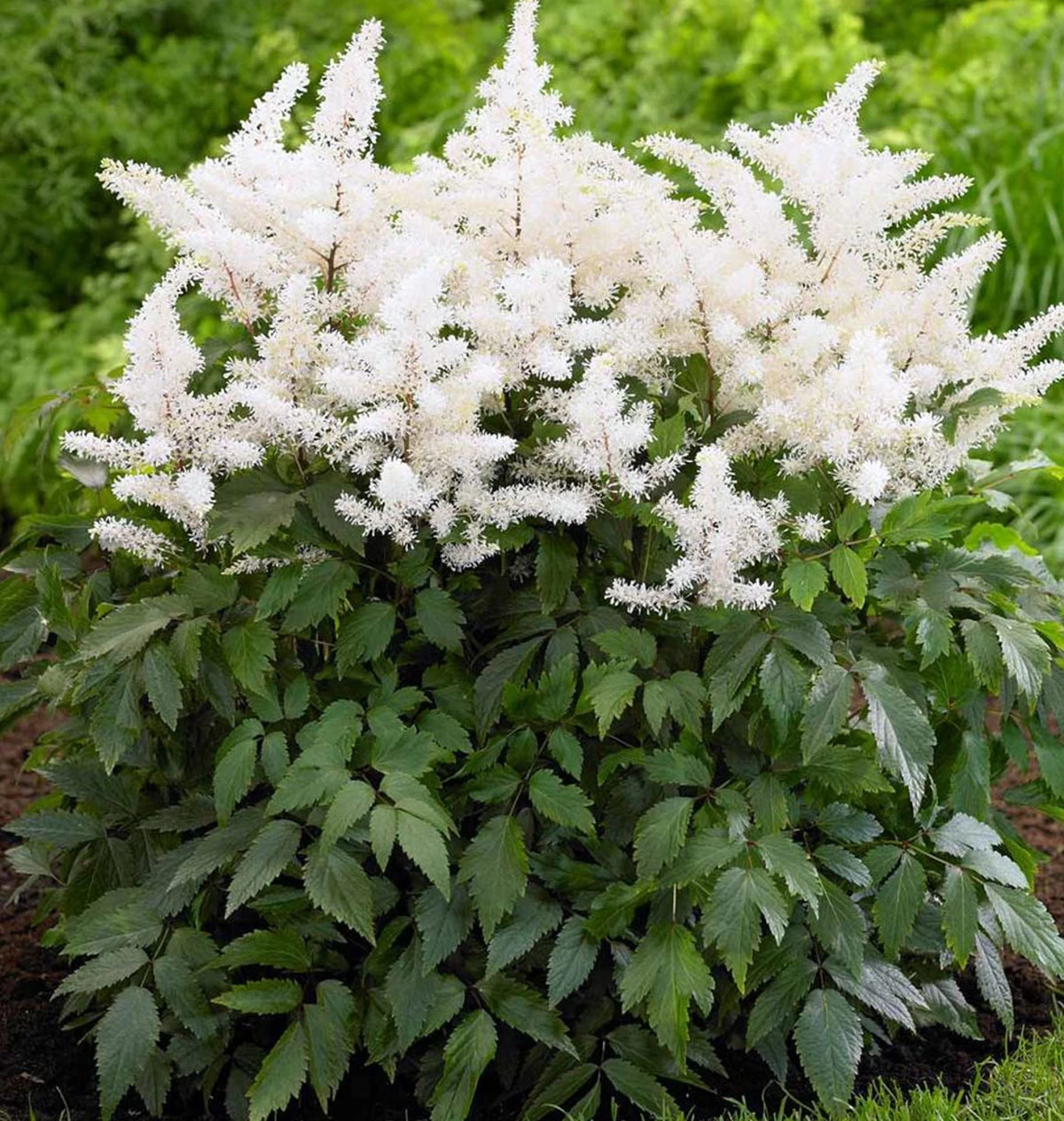 Rock And Roll Astilbe - White Blooms - Shade Perennial -Live Plant - Gallon Pot 3 Rock And Roll Astilbe - White Blooms - Shade Perennial -Live Plant - Gallon Pot