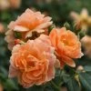At Last® Rose Bush - 4" Pot - Fragrant - Proven Winners -Healthy Plant Shop at last rose 0 04351.1615344636