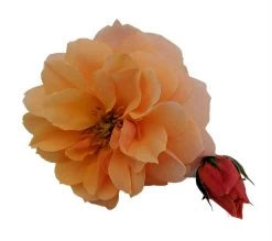 At Last® Rose Bush - 4" Pot - Fragrant - Proven Winners 7 At Last® Rose Bush - 4" Pot - Fragrant - Proven Winners -Healthy Plant Shop atlastrose2 19759.1615344637