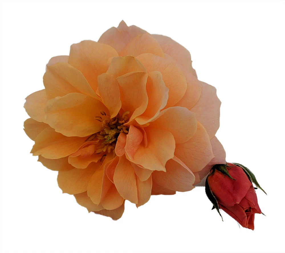 At Last® Rose Bush - 4" Pot - Fragrant - Proven Winners 5 At Last® Rose Bush - 4" Pot - Fragrant - Proven Winners - Image 3