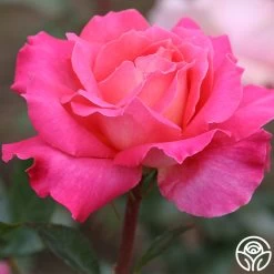 Audrey Wilcox® 8 Audrey Wilcox® -Healthy Plant Shop audrey wilcox 2