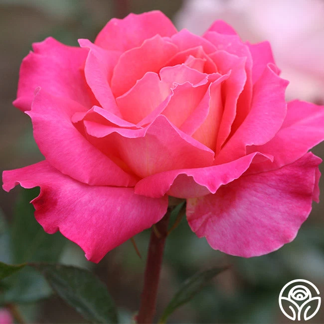 Audrey Wilcox® 5 Audrey Wilcox® - Image 3