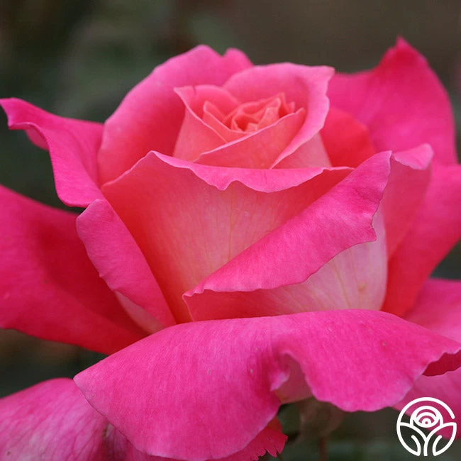 Audrey Wilcox® 4 Audrey Wilcox® - Image 2