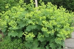 Auslese Lady's Mantle Perennial - Alchemilla - Live Plant - Quart Pot