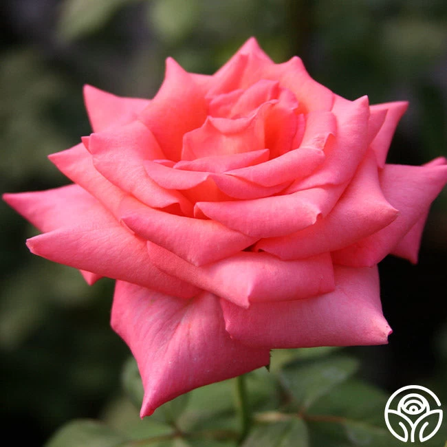 Awareness 3 Awareness