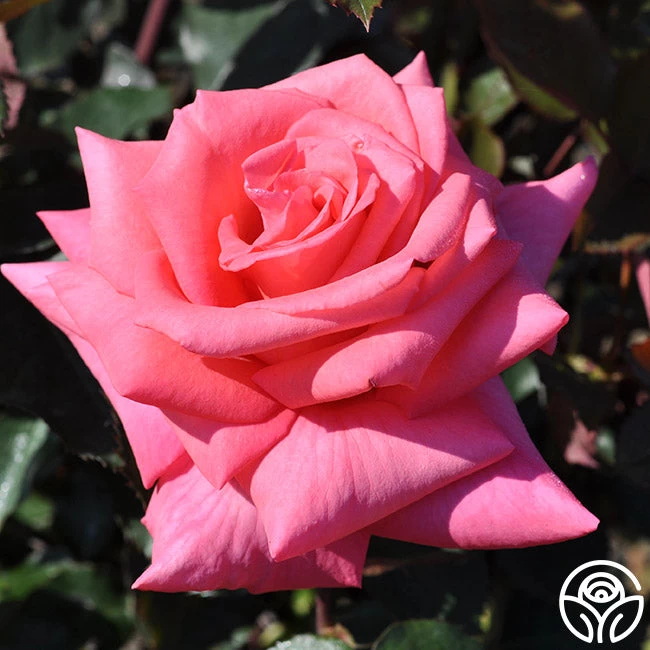 Awareness 4 Awareness - Image 2