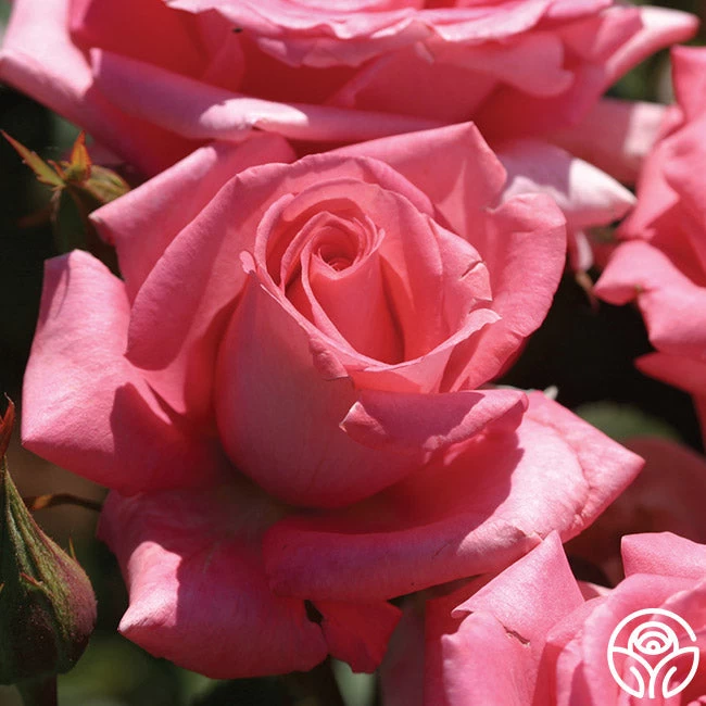 Awareness 6 Awareness - Image 4