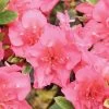 PERFECTO MUNDO EPIC CORAL® Reblooming Azalea - Proven Winners-4" Pot -Healthy Plant Shop azalea perfecto mundo epic coral 2 1080 1080 60 28684.1675732058
