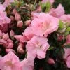 Perfecto Mundo Pink Carpet™ Reblooming Azalea - Rhododendron - 4" Pot 1 Perfecto Mundo Pink Carpet™ Reblooming Azalea - Rhododendron - 4" Pot -Healthy Plant Shop azalea perfecto pink carpet 1 1080 1080 60 73775.1675746560