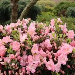 Perfecto Mundo Pink Carpet™ Reblooming Azalea - Rhododendron - 4" Pot -Healthy Plant Shop azalea perfecto pink carpet 2 1080 1080 60 88794.1675746560