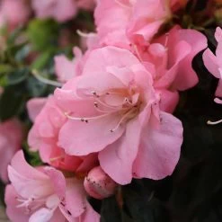 Perfecto Mundo Pink Carpet™ Reblooming Azalea - Rhododendron - 4" Pot -Healthy Plant Shop azalea perfecto pink carpet 5 1080 1080 60 93148.1675746560